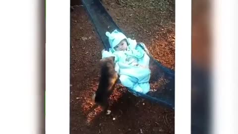 Funny Animal Video