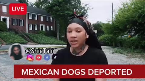 Mexican Dogs Deported