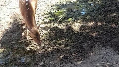 deer