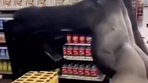 Looting when SNAP ends