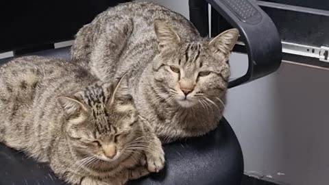 Cats