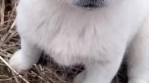 Cute puppy 🐶😍