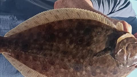 Keeper fluke