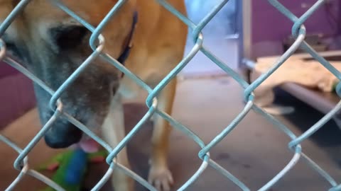 Durango 6y Pet Id 947910 kennel 38b HSSAZ shelter saw he wants doggie walk, but we groove20251128521