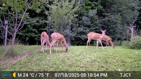 Deer Conflict