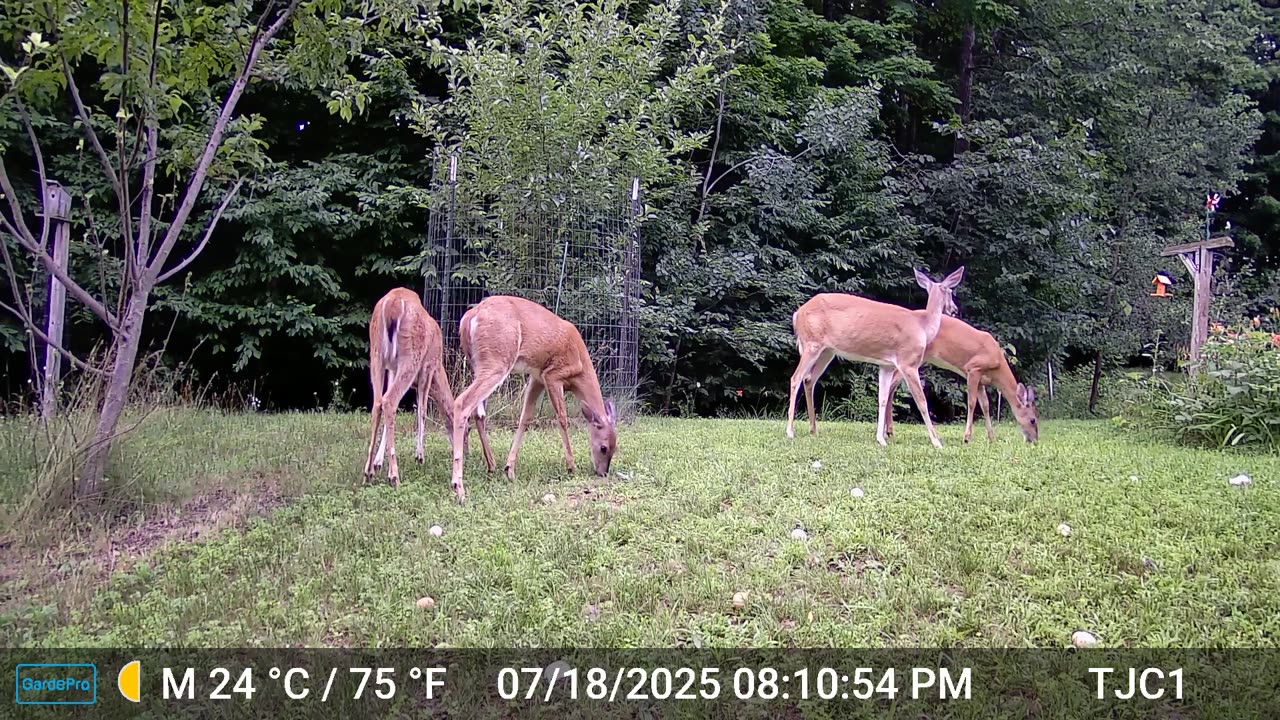 Deer Conflict