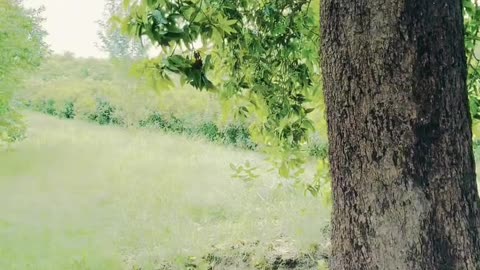 Nature’s Beauty Captured in the Heart of the Village #maxrecords #villagelife #larkana #sindh #vlog