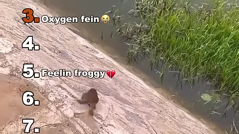 funny animals