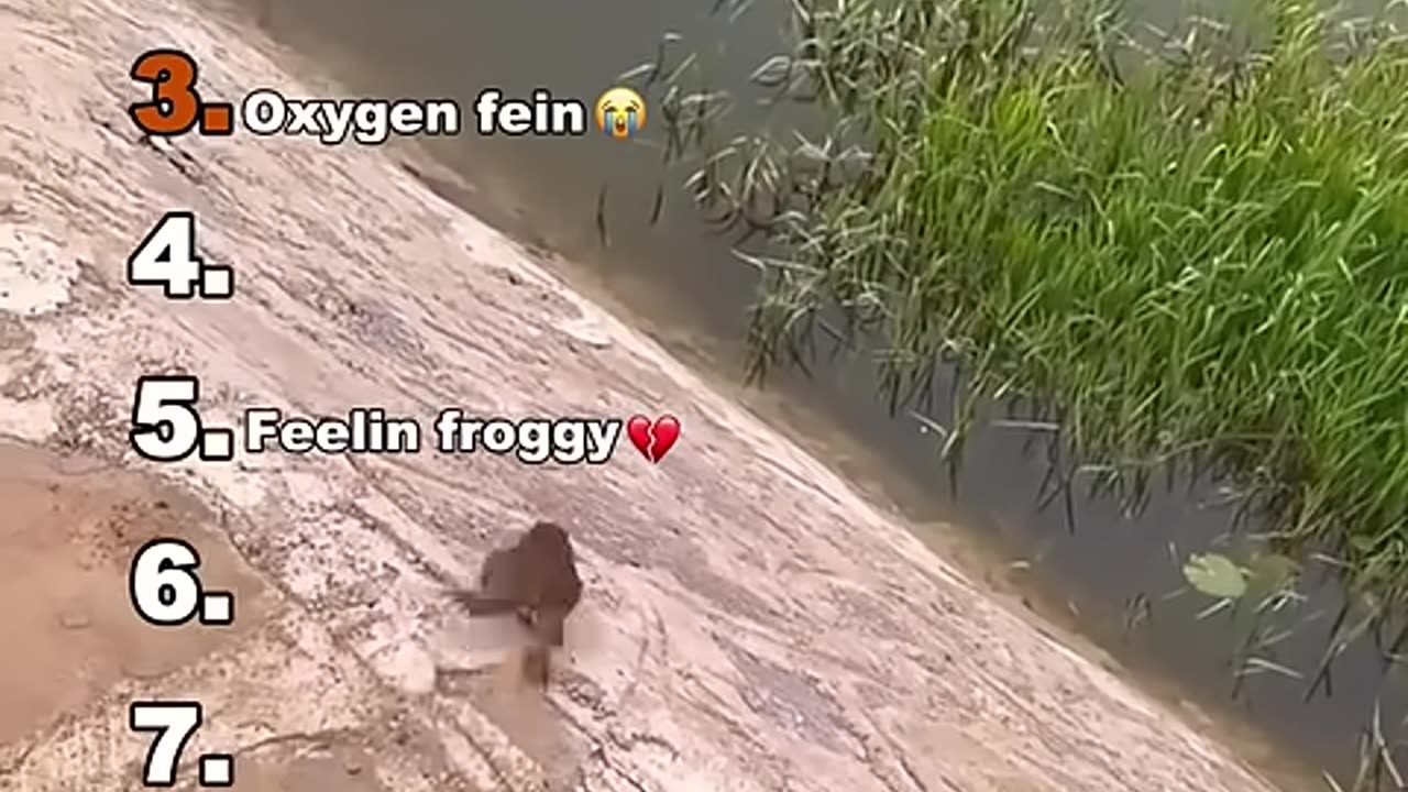 funny animals