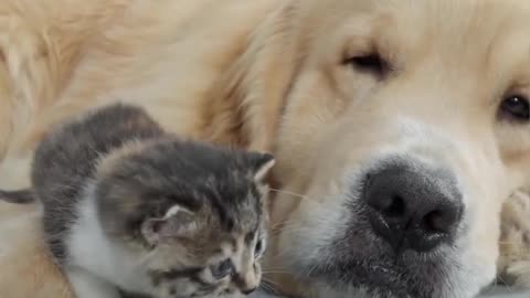 Prietenie pură: Golden Retriever și pisicuța micuță se joacă împreună! 🥰