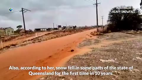 Fortes chutes de neige en Australie : des kangourous dans la neige