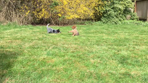 puppy combat 2