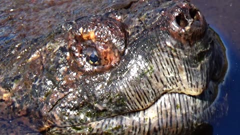 Snapping Turtle