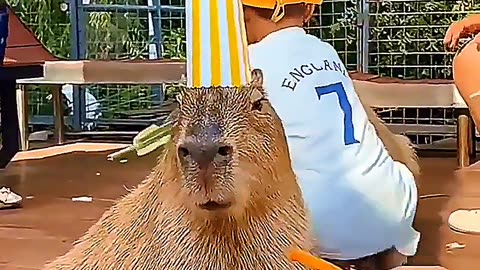 When a Capybara Adopts a Bird – Internet Can’t Handle It! 🐦❤️ #Shorts