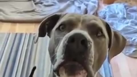 Dogs Saying. . . 'I LOVE YOU'