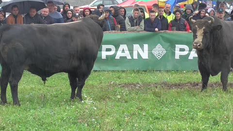 Kukan od braće Škaljo vs Brnjo od Vokića Banovići 2025