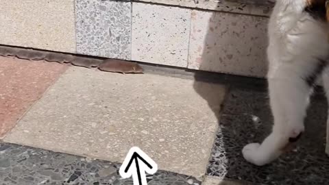 Cat Didn’t Notice the Mice Nearby 🐱🐭