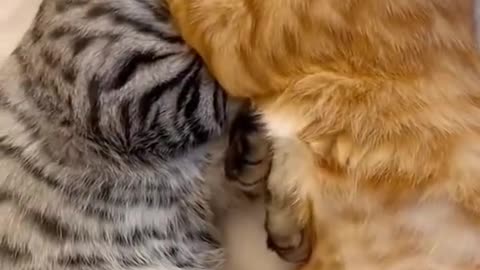 Cute cat video 2025
