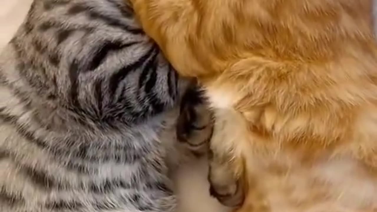 Cute cat video 2025