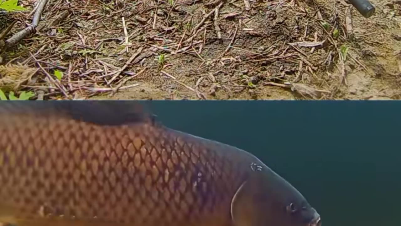 How to make money fishing 🎣