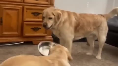 Funny Golden Retriever moments