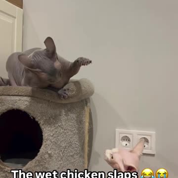 Hairless Cats 😻🤣❤️