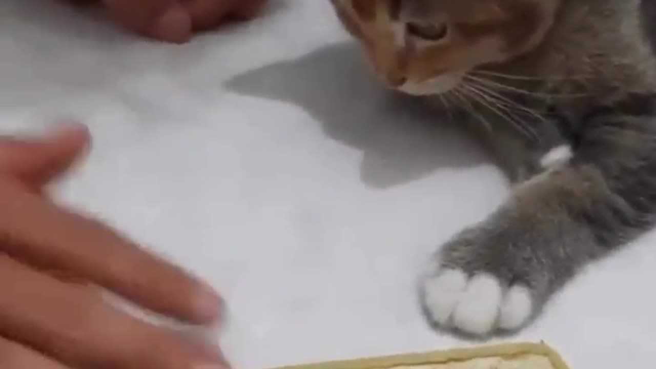 cat playing with the coin