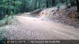 Male Turkey Showing Off