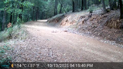Male Turkey Showing Off