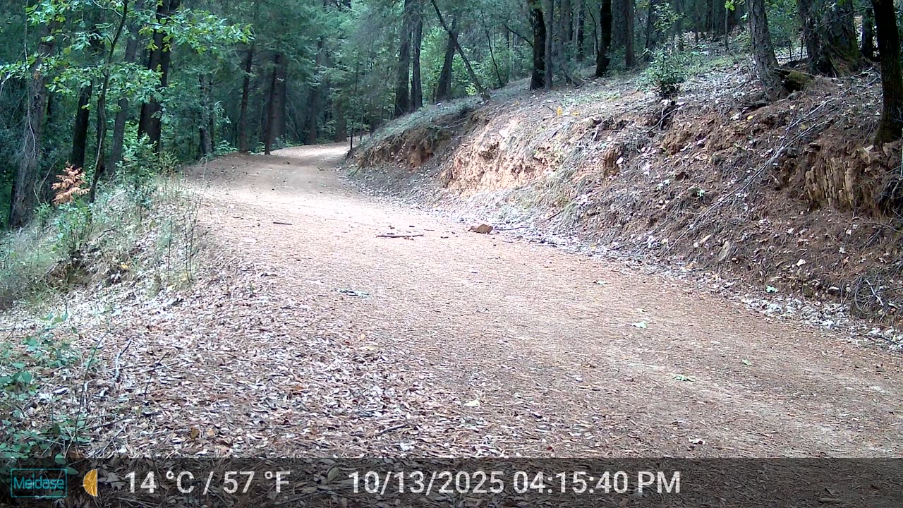 Male Turkey Showing Off