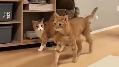 🐱❤️ Just Love This Cat – So Cute!
