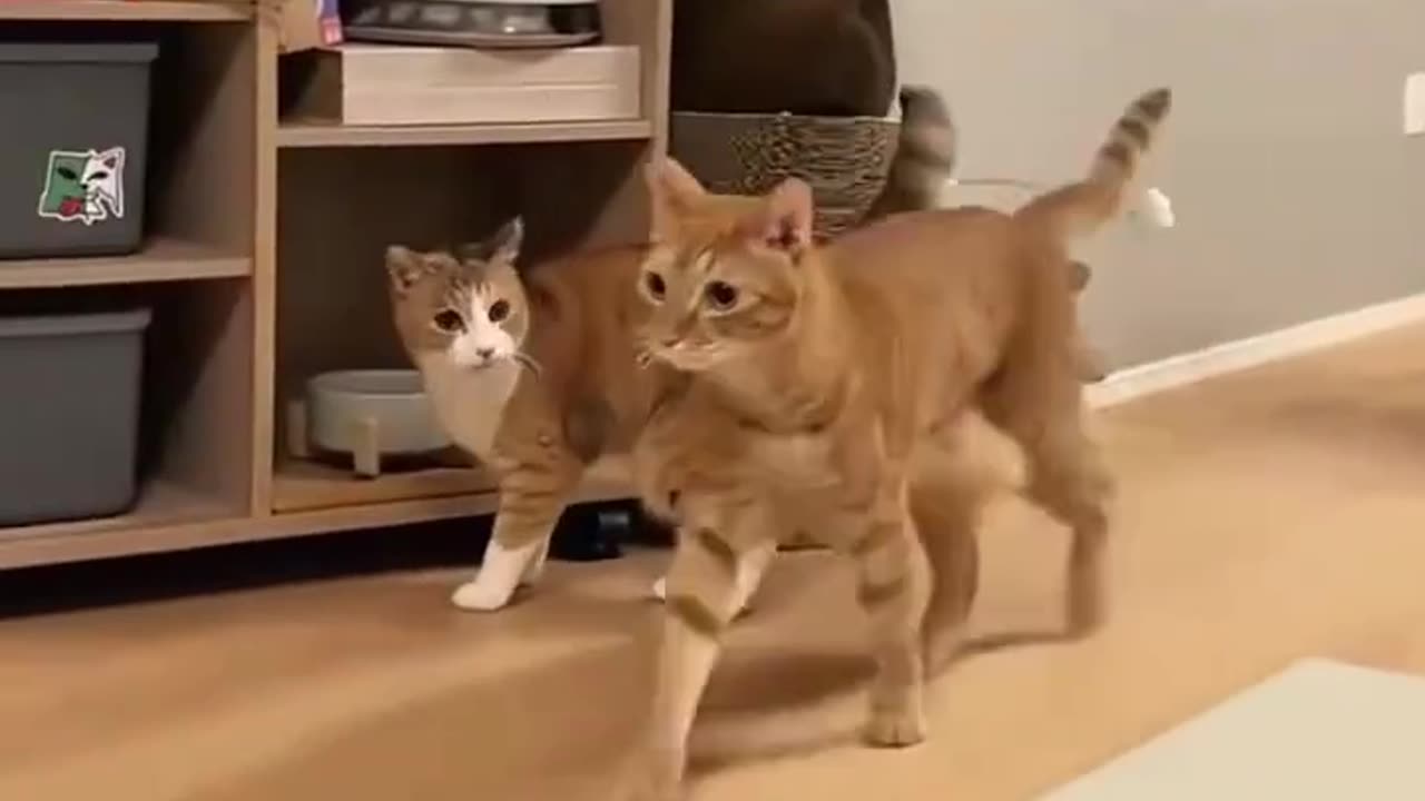 🐱❤️ Just Love This Cat – So Cute!