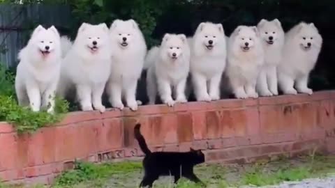 🤣🐱 Cat Vader Inspects Dog Troopers – You Have To Hear This! | FunFM