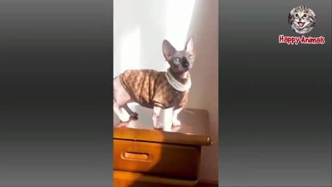 Best animals fails funny video 🤣