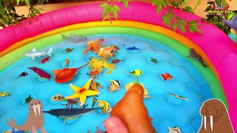 Arrange All Fish in the Pool to Play with Friends