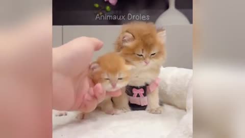Hilarious animals