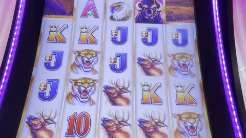Bonus on Buffalo Grand 💥🎰💵