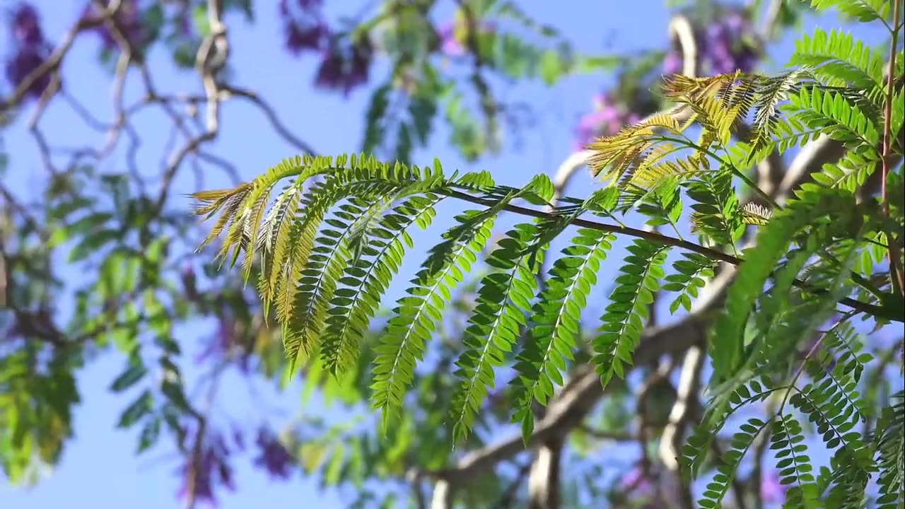 Exploring Australia's Iconic Sights and Scenic Beauty