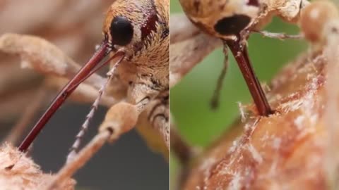 A beetle that can drill like a power tool.