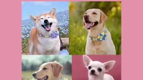 Cute Dog Collar with Flower: Personalized Id Collar | CurliTail