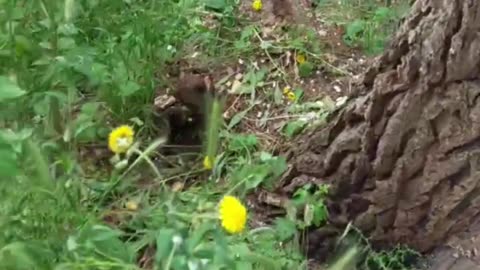 Andria: c'è un albero in bilico e parzialmente sradicato sul viale per Castel del Monte