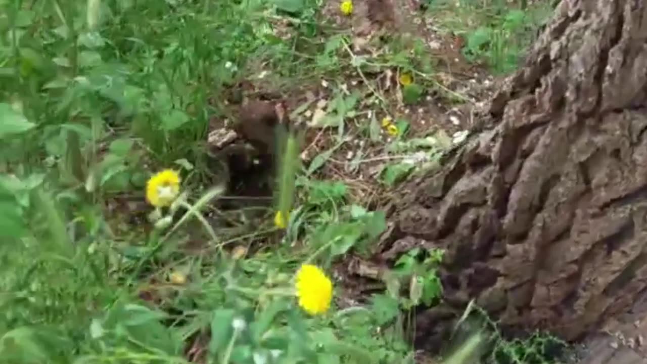 Andria: c'è un albero in bilico e parzialmente sradicato sul viale per Castel del Monte