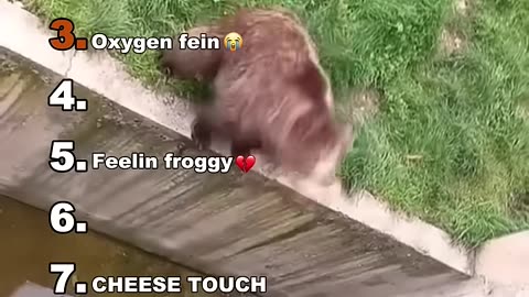 Funny animal videos