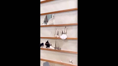 Prankster cats strike! 🤣 Funny falls, unexpected tricks, and a ton of positivity — watch and smile