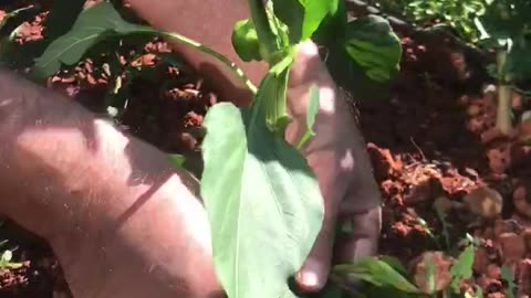 How to prune pepper plants for the first time?