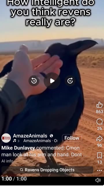 Caring nature of intelegent revens