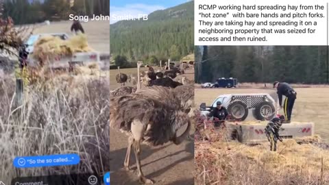 See this tribute to the once healthy and happy ostriches