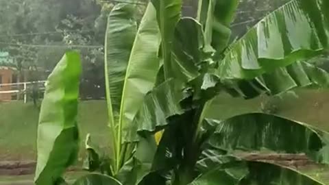 thunder and lightning