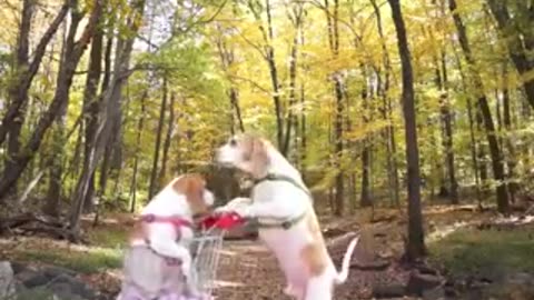 funny animal video