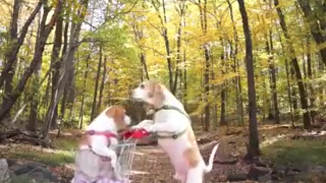 funny animal video